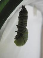 j-hanging caterpillar continuing to split skin to reveal chrysalis, 15 August 2022