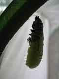 j-hanging caterpillar continuing to shed skin to reveal chrysalis, 15 August 2022