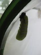 j-hanging caterpillar having shed skin to reveal chrysalis, 15 August 2022
