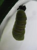 pupating caterpillar shedding last of its skin to reveal chrysalis, 15 August 2022