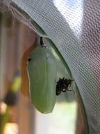 7th chrysalis, apparently housing a male, 16 August 2022