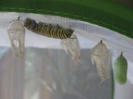 last caterpillar seeking a place to pupate, approaching 6th chrysalis, 16 August 2022