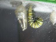 last caterpillar j-hanging in popular, silk-spangled location, 16 August 2022