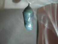 6th chrysalis darkening and becoming transparent in preparation for emergence, 19 August 2022