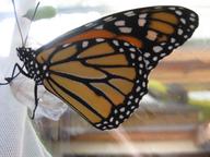 6th monarch butterfly, a male, drying wings and preparing for flight, 20 August 2022