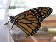 6th monarch butterfly, a male, drying wings and preparing for flight, 20 August 2022