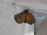 6th monarch butterfly drying wings and preparing for flight, 20 August 2022