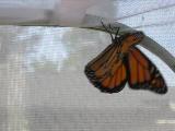 6th monarch butterfly drying wings and preparing for flight, 20 August 2022