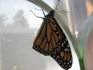 the 7th adult monarch butterfly, a male (from chrysalis no. 8), 26 August 2022