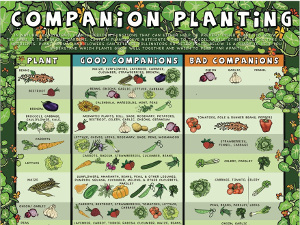 Companion Planting poster