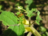 Three-lined potato beetle attacking ground cherries; the adults eat some leaves but mainly mate and lay eggs which turn into the much more destructive larvae.