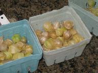 Ground cherries, mostly from Goldie