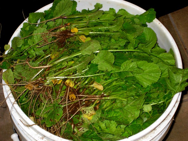 A big bucket of mustard greens, weeded from one 4ft x 8ft plot