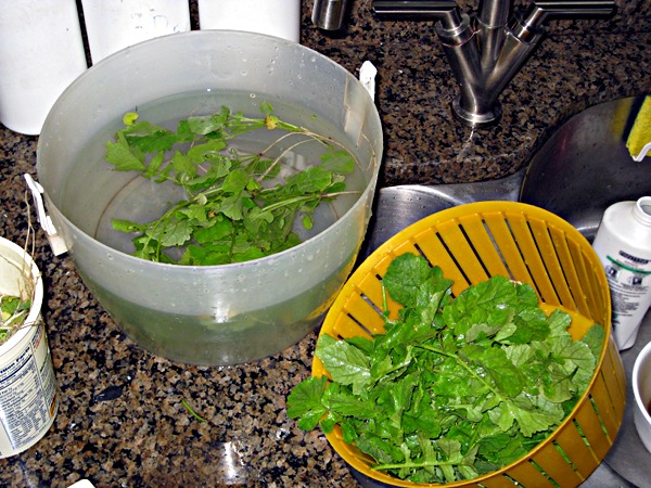 Cleaning and preparing the mustard greens