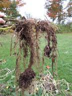Proof that tomatoes really do make roots along the buried stems