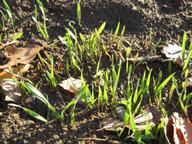 thickening green carpet of winter rye sprouts