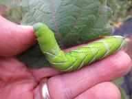 luminous green tobacco hornworm