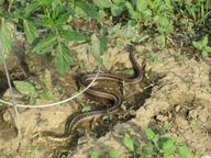 garter snake under tomato cage in Pam Wentworth's plot