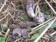baby rodents found under a tomato plant, gone soon after