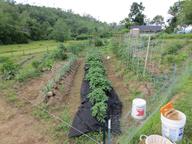 irrigation system in place, landscape fabric beneath ground cherries
