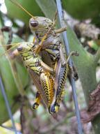 grasshoppers mating on tomato cage