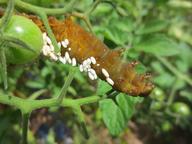 braconid wasp cocoons on tomato hornworm on Sun Gold tomato plant