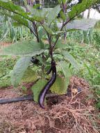fruit on Ma-Zu eggplant