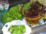 lettuces and basil harvested for Senior Center