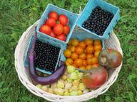 Principe Borghese, Sungold, Black from Tula tomatoes, Ma-Zu eggplant, ground cherries, Chichiquelite garden huckleberries, Wonderberries