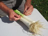 Dave Ramsey preparing leeks for sale at Monson Farmers' Market