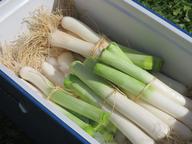 cooler with leeks for sale at Monson Farmers' Market