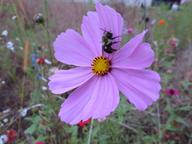 cosmos with sleepy bee amid other wildflowers in first garden plot