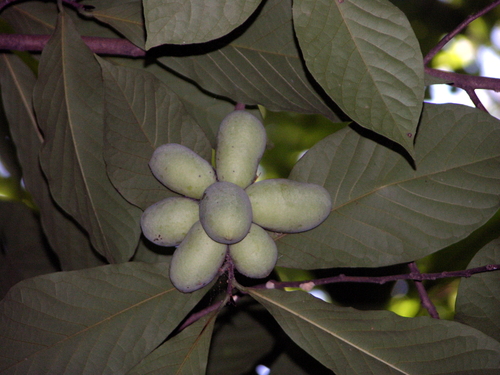 Cluster of pawpaws in tree