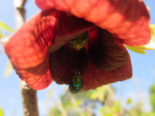 pawpaw flower with pollen and a fly, 30 May