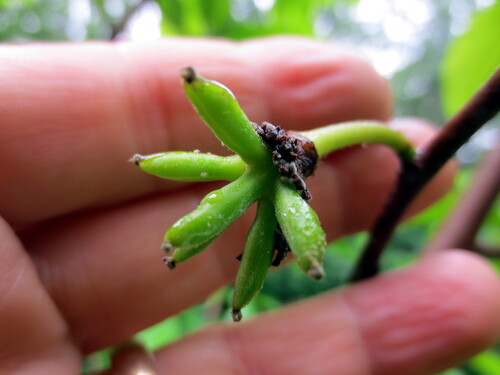 cluster of six baby fruits, 14 June