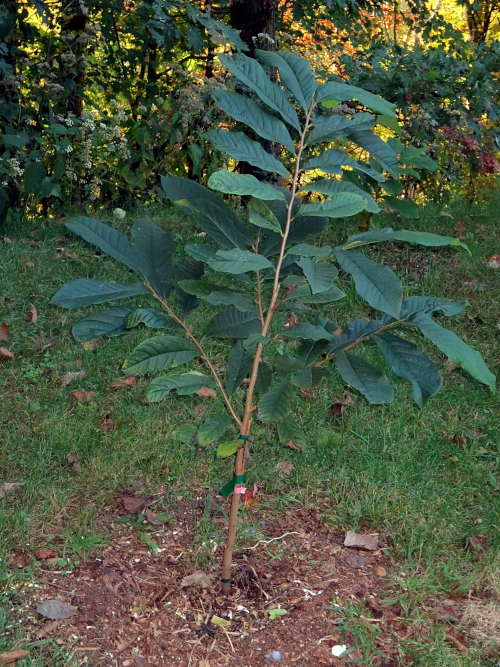 Peterson Shenandoah pawpaw tree from One Green World