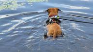 Zilla wheeling around in the water, chasing fish, occasionally tipping over