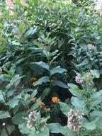 evening-primrose (yellow-flowered, upper right), butterfly weed (orange-flowered milkweed) in bloom amid common milkweed (pink-flowered), 28 June 2022