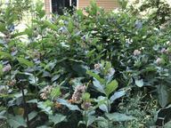 evening-primrose (yellow-flowered, upper right), butterfly weed (orange-flowered milkweed), bur clover (yellow-flowered, lower right) in bloom amid common milkweed (pink-flowered), 28 June 2022