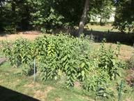 the milkweed plantation, 10 August 2022