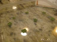 monarch eggs in tray awaiting hatching, 16 July 2022