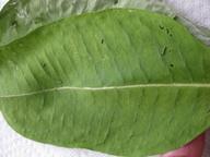 newly-hatched monarch caterpillars, 19 July 2022
