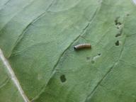 newly-hatched monarch caterpillar, 19 July 2022