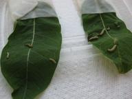 growing monarch caterpillars, 23 July 2022