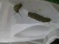 monarch caterpillars seeking good pupating sites, 28 July 2022