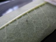 monarch egg from dog park black-tipping, 28 July 2022