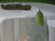 caterpillar considering hanging a chrysalis next to the first, 29 July 2022