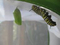 caterpillar considering hanging a chrysalis next to the first, 29 July 2022