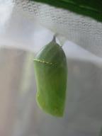 the first chrysalis, 29 July 2022