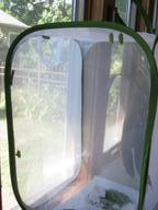 two chrysalides at top of nursery, a third along left side, and two more caterpillars seeking a place to hang, 30 July 2022
